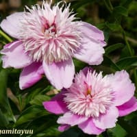 「相模原麻溝公園」では花相といわれる「シャクヤク」が美しくお目見え！！