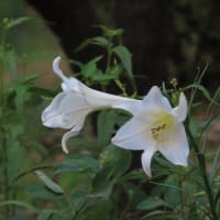 夏の終わり・秋の始まり～宇治市植物公園2024/8下旬（2）