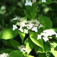 真夏日の植物園の花