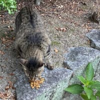 夕ウォーキングの風景。令和7年7月3日。似ている2匹。