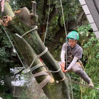 台風の影響で倒木した樹木の伐採
