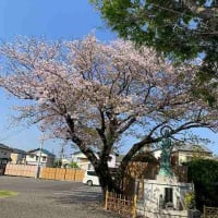 桜も散り始めました。