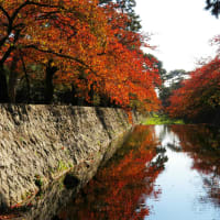 甲山と紅葉の写真