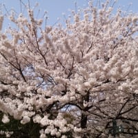 桜満開！＠浜寺公園