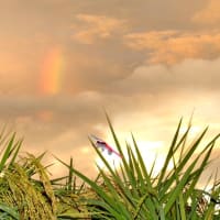 心に残る情景*「鳥景」鳥と雨上がりの田圃