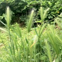 ご近所散歩～芒種に咲く花～