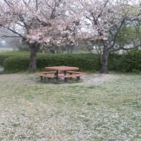 桜吹雪の翌日の朝霧