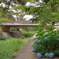 夙川公園で紫陽花 sketch