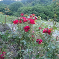 紅いバラの花