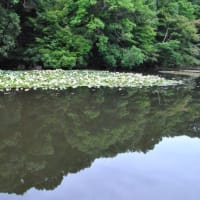 明治神宮御苑　　南池に白い睡蓮がたくさん咲いています　　　2