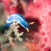 石橋最新生物事情2025/05/12[w/pics]