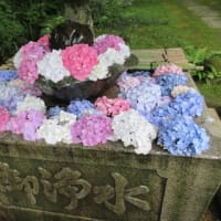 関西花の寺２５ゕ寺　第5日目　まずは　第1番札所　観音寺