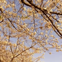 桜のつぶやき「俺の季節」