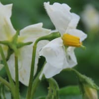 野菜の花　ジャガイモ（オホーツクチップ）の花