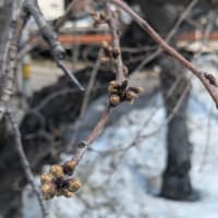 気になる開花