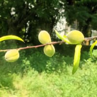 食べられない花桃の実