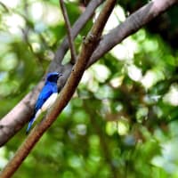 近くの公園、いよいよ山から飛来した夏鳥、