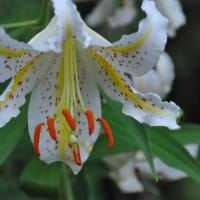散歩道　　金剛院ハナショウブの花　　　30