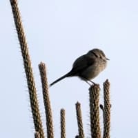 06/07探鳥記録写真-2：はまゆう公園の鳥たち（コゲラ、ウグイス、ホオジロ、紫陽花、）