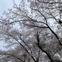 桜を見に♪