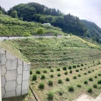浅川ダム上流 フジバカマ苑の草刈り　月齢 17.0 居待月