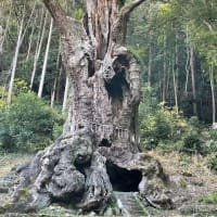 佐賀県の三大巨木・・・