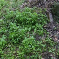 侵略的外来植物の駆除