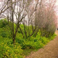 花見散歩～女坂花桃の道