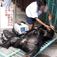 中国政府よ、熊の生き血を吸うのを止めさせて!(写真付)