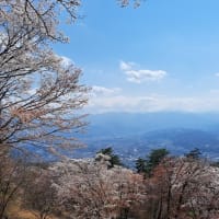昨日の桜とお値下げ品