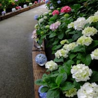 奈良　　般若寺　　紫陽花咲くころ　P３