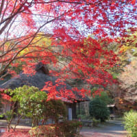 紅葉真っ盛りの薬師池公園