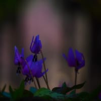 カタクリの花
