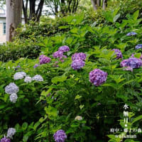 郷土の森、紫陽花景。