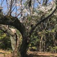 ボケをかますのは漫才 現代日本語百科 けふも お元気ですか ボケをかますのは漫才 現代日本語百科 けふも お元気ですか