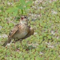 コサギの捕食