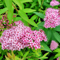 1枚足りない