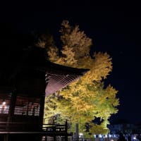千本公孫樹をライトアップ『煌kirameki2024』が開催されました＠葛飾八幡宮