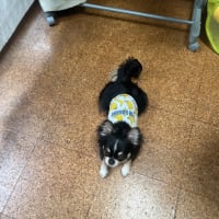 ちーず