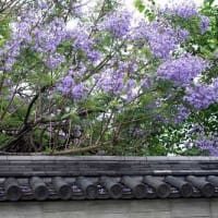 ジャカランダの花