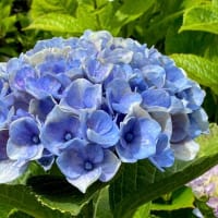 今日の愛犬「ラブ」6/27