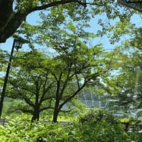 ブルーベリーの実＆新緑の平和公園＆読書の５月