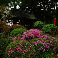 唐沢山神社の花手水を記録してきました。