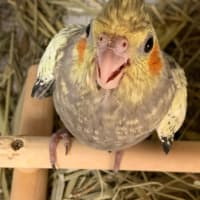 オカメインコの雛ちゃん達(๑･̑◡･̑๑)