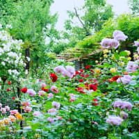 ブラシノキとバラの花（板橋区立赤塚植物園 2024.5.12撮影）