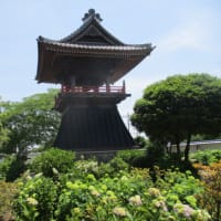 ～熊谷市・能護寺のアジサイが見頃を迎える～