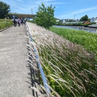 新緑の多賀城・塩釜貞山運河沿いを散策１０ｋｍ、思わぬ発見！