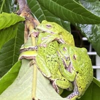 モリアオガエル