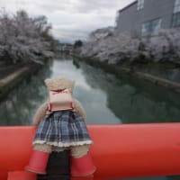 ミモロの京都桜巡り2023。京都東山エリアの桜散歩。「知恩院のライトアップ」「円山公園のお花見」