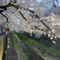 三沢川の満開の桜を！🌸(*´∇｀*)